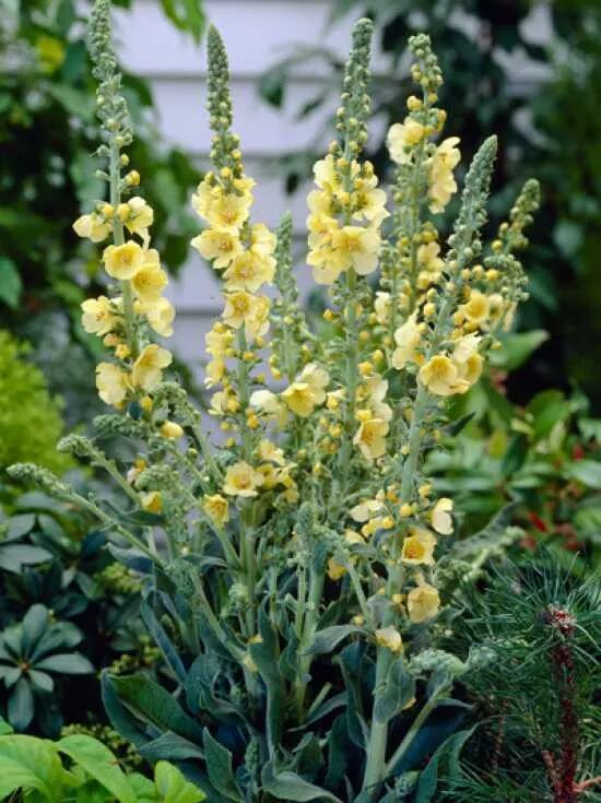 Königskerze / Verbascum Gainsborough