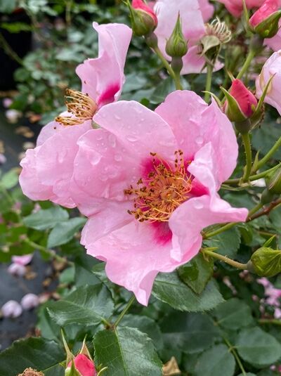 Rosa 'Orienta'® Farina / Beetrose 'Orienta'® Farina, rosafarbene Blüten mit gelber Mitte und Knospen am grünen Laub