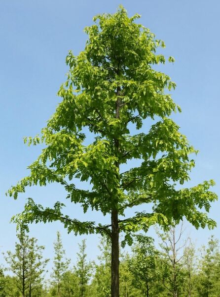 Quercus cerris (Zerr-Eiche, Türkische Eiche) Hochstamm 25-30 StU mit Drahtballen, Baum mit grüner Laubkrone