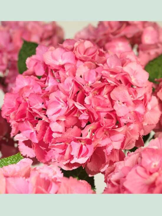 Bauern Hortensie Hamburg Hydrangea Macrophylla Hamburg Kaufen