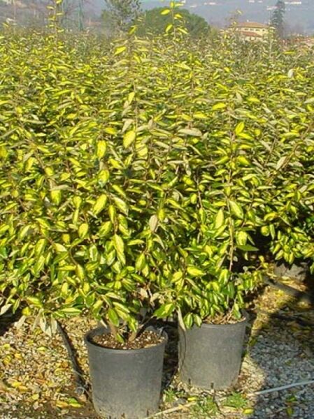 Wintergrüne Ölweide Elaeagnus ebbingei 'Limelight' im Topf, gelbgrün panaschierte Blätter, 80-100 cm C10