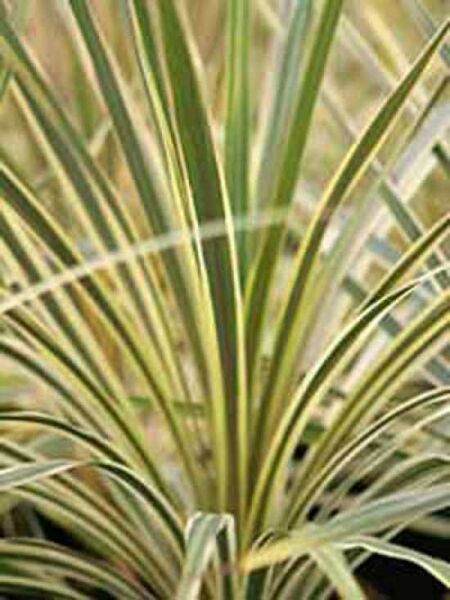 Cordyline australis 'Torbay Dazzler' / Keulenlilie 'Torbay Dazzler'