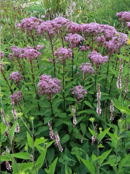 Wasserdost 'Baby Joe ®' / Eupatorium dubium 'Baby Joe ®'