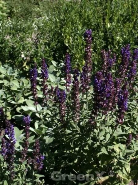 Blüten-Salbei 'Blaukönigin' / Salvia nemorosa 'Blaukönigin'