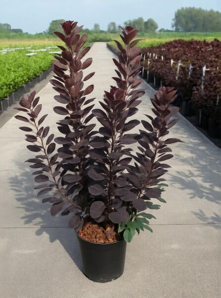 Roter Perückenstrauch (Cotinus coggygria) 'Royal Purple', 100-125 cm, C12, im schwarzen Topf mit dunkelpurpurnem Laub.