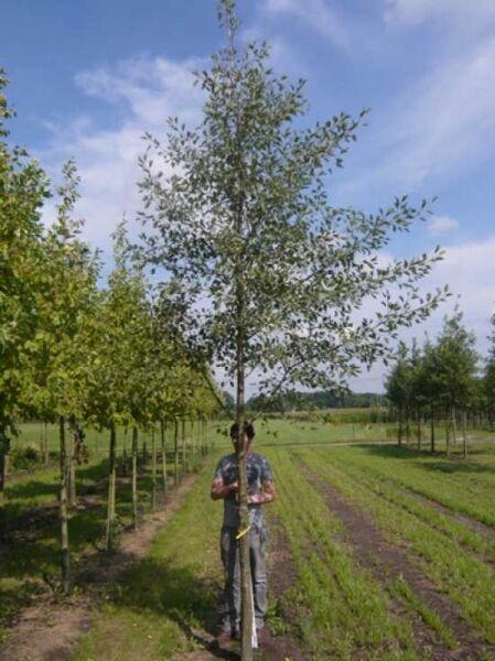 Schlitzblättrige Schwarz-Erle (Alnus glutinosa 'Laciniata') Hochstamm 18-20 StU mit Drahtballen, schlanke Krone.
