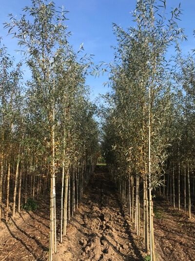 Silber-Weide / Weiß-Weide / Salix alba