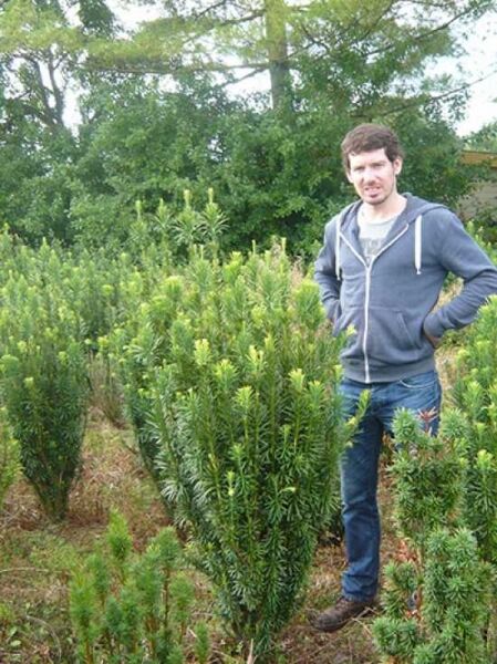 Säulenkopf-Eibe / Säulenkopf-Eibe