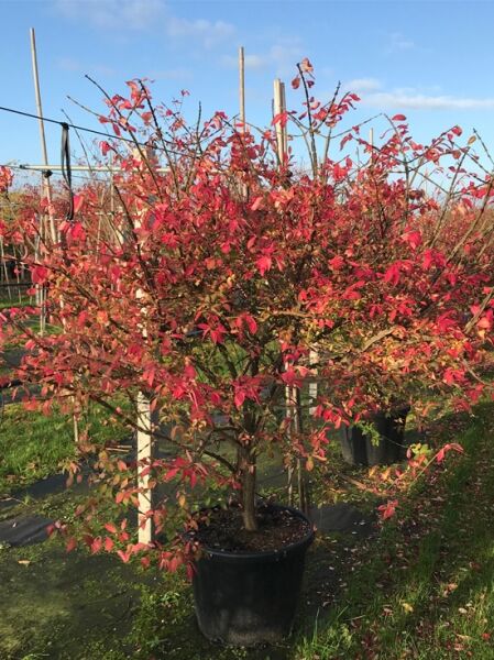 Euonymus alatus (Geflügeltes Pfaffenhütchen, Korkspindel) 175–200 cm C80, mehrtriebiger Strauch im Container mit rotem Laub