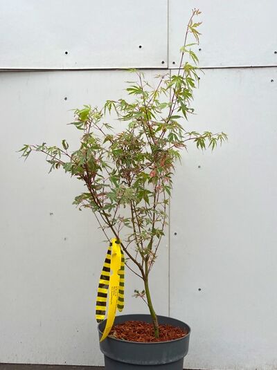 Japanischer Fächer-Ahorn 'Beni-shichi-henge' - Acer palmatum 'Beni-shichi-henge'
