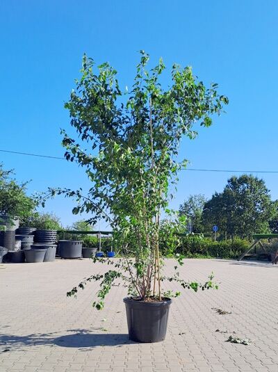 Feuer-Ahorn mehrstämmig 350-400 cm / Acer tataricum ginnala (1577132)