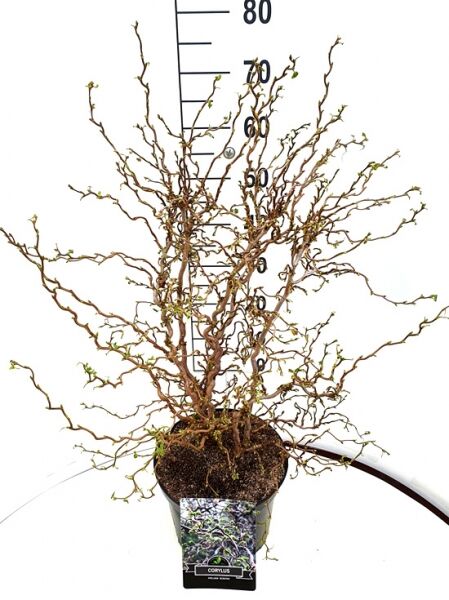 Zwerg-Korkenzieher-Haselnuss Corylus avellana 'Scooter' im Topf, 60–80 cm, C10, mit gedrehten Zweigen und frischem Austrieb.