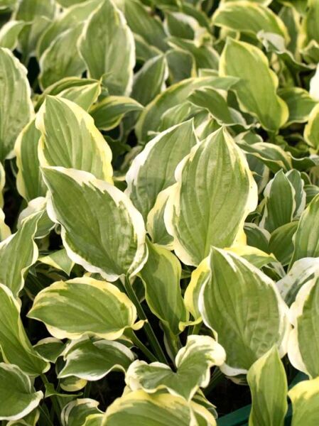 Duftende Herzblattlilie 'So Sweet' / Duftende Herzblattlilie 'So Sweet'