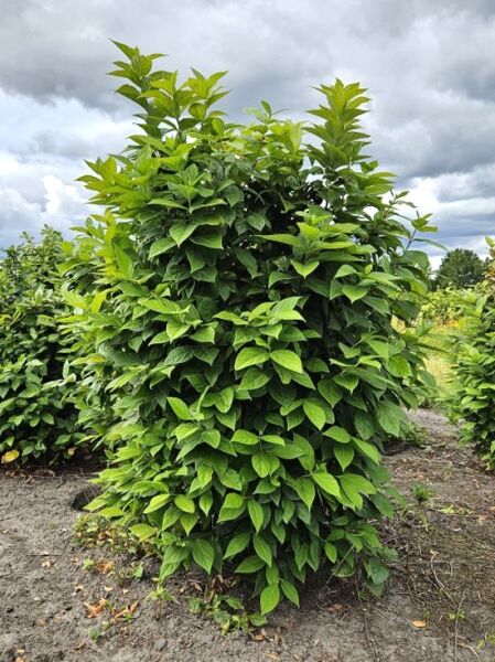 Chinesische Winterblüte (Chimonanthus praecox) Solitär, 125–150 cm, mehrtriebiger Strauch mit dichtem grünem Laub.