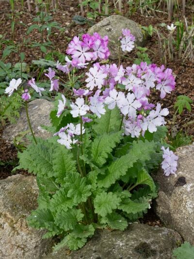 Siebold Primel / Siebold Primel