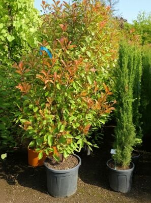 eibe hixi Kaufen Sie jetzt Heckenpflanze Eibe Taxus 'Hicksii' grün - Winterhart  kaufen