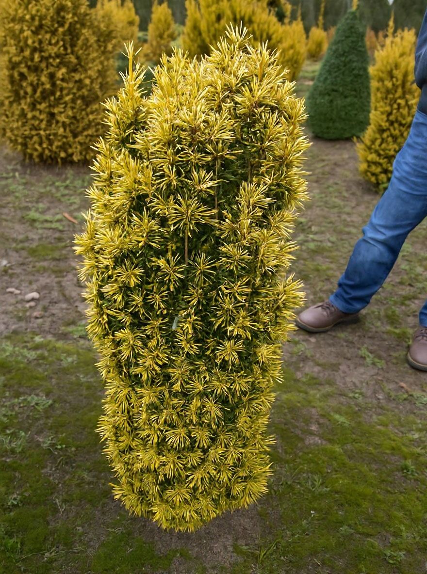 Sulen-Eibe 'Standishii' - Taxus baccata 'Standishii' - Baumschule NewGarden