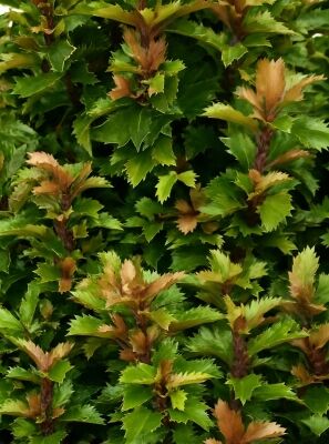 Stechpalme 'Little Rascal' - Ilex meserveae 'Little Rascal' (Syn. Magical Little  Rascal')