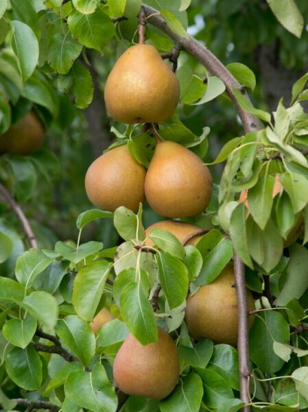 Birne &#039;Beurré Hardy&#039; / Pyrus communis &#039;Beurré Hardy&#039;