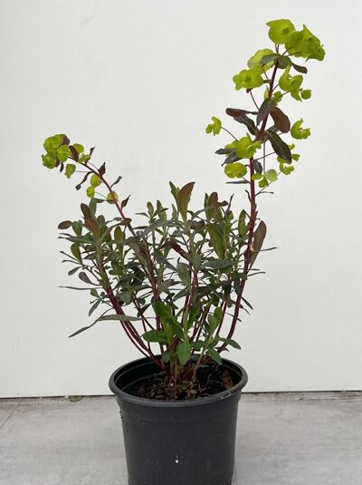 Rotblättrige Garten-Wolfsmilch 'Purpurea' - Euphorbia amygdaloides 'Purpurea'