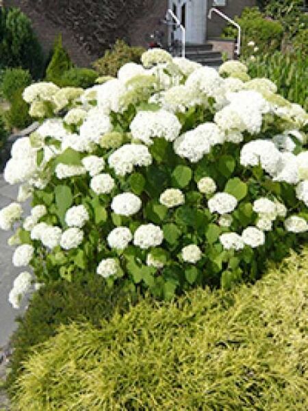 Schneeball-Hortensie / Strauch-Hortensie 'Grandiflora' / Hydrangea arborescens 'Grandiflora'