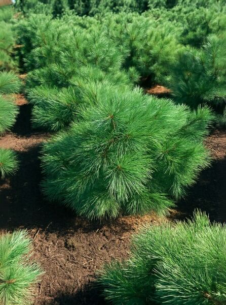 Pinus strobus 'Blue Shag' / Weymouths-Kiefer 'Blue Shag' 60-80 cm m. B., kompakter Nadelstrauch mit langen Nadeln.