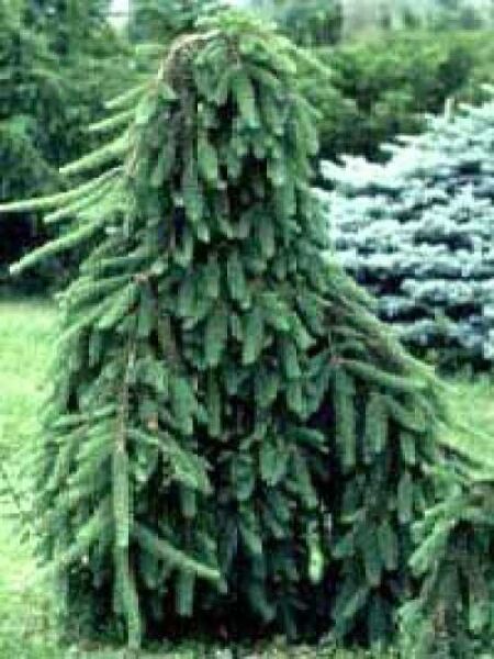 Picea abies 'Frohburg' / Hänge-Fichte 'Frohburg'