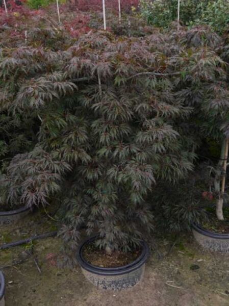 Acer palmatum 'Dissectum Garnet', Dunkelroter Schlitz-Ahorn, im Container C20, 100–125 cm, mit fein geschlitzten dunkelroten Blättern