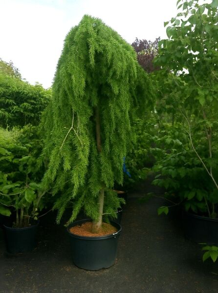 Hänge-Himalaja-Zeder (Cedrus deodara 'Pendula') 250-300 cm C110 im Container, mit überhängenden grünen Zweigen.