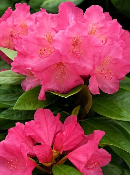 Rhododendron Hybride 'Rosarka' / Rhododendron 'Rosarka' mit kräftig rosafarbenen Blüten und grünen, ledrigen Blättern