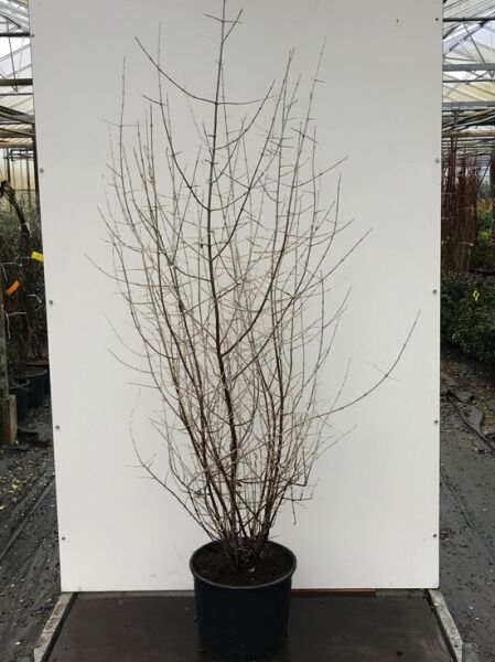Shepherdia argentea / Silberblättrige Büffelbeere 125-150 cm C20, mehrtriebiger Strauch im Container mit verzweigten, blattlosen Trieben