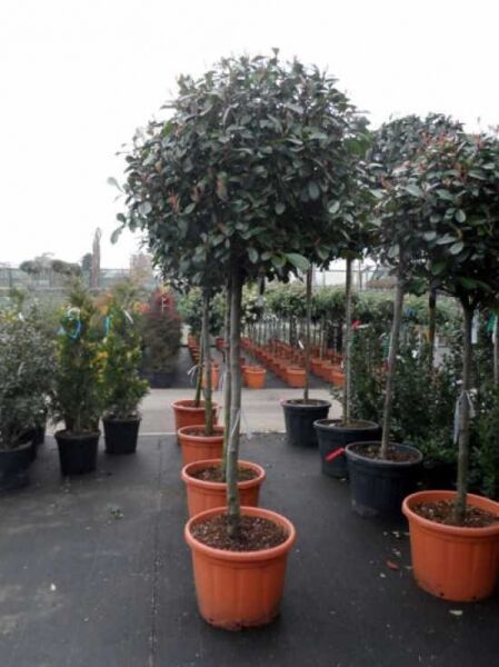 Photinia fraseri 'Red Robin' / Glanzmispel 'Red Robin' Hochstamm 120 cm Stamm im Topf C70 mit kugelförmiger Krone
