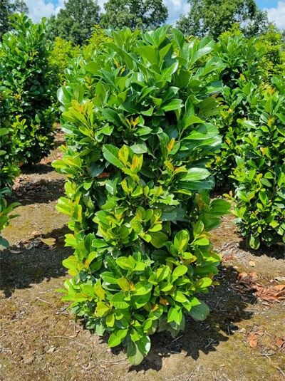 Prunus laurocerasus 'Etna' / Kirschlorbeer 'Etna' 140-160 cm m. Db., Solitär, dichter immergrüner Strauch mit glänzendem Laub
