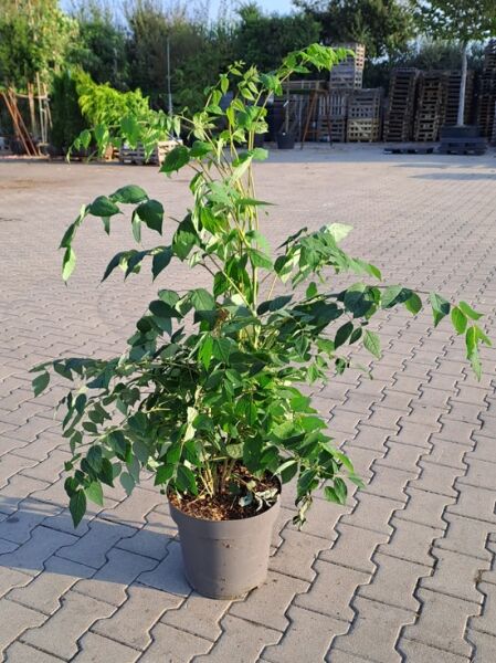 Blauschote / Blaugurke / Blauschote / Blaugurke