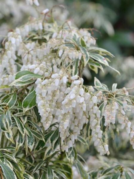 Pieris japonica 'Variegata' / Weißbuntes Schattenglöckchen
