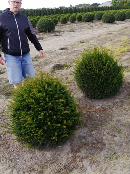 Taxus baccata 'Kugel' / Heimische Eibe 'Kugel' 90-100 cm m. Db., kugelförmiger, immergrüner Nadelgehölz-Strauch im Feld.
