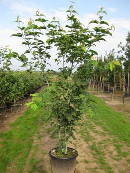 Rostbart-Ahorn (Acer rufinerve) 175-200 cm C20, junger Baum im Container mit aufrechtem Wuchs und grünen Blättern
