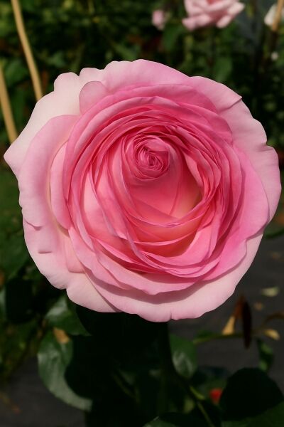 Strauchrose 'Eden-Rose' / Strauchrose 'Eden-Rose'