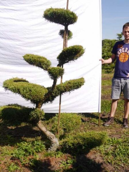 Juniperus media 'Hetzii' – Garten-Bonsai, ca. 190 cm hoch, 150 cm breit, mehrstämmig mit wolkig geschnittenen grünen Polstern