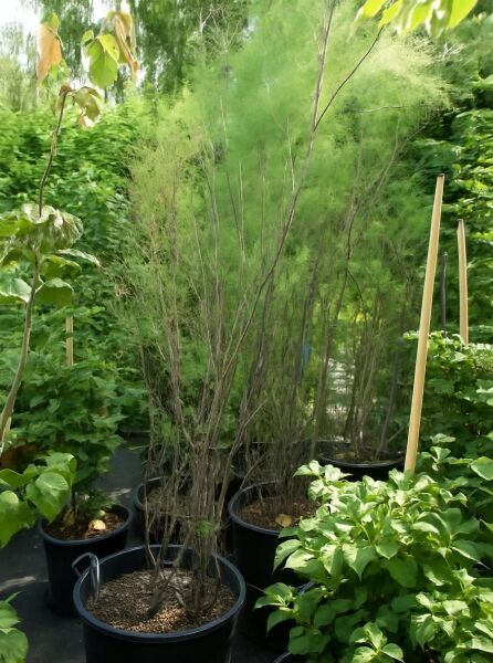 Tamarix ramosissima (Heide-Tamariske/Sommer-Tamariske) Strauch im Container C70, 200–250 cm, mit feinem grünem Laub