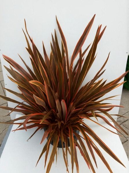 Neuseeländer-Flachs 'Rainbow Queen' / Neuseeländer-Flachs 'Rainbow Queen'