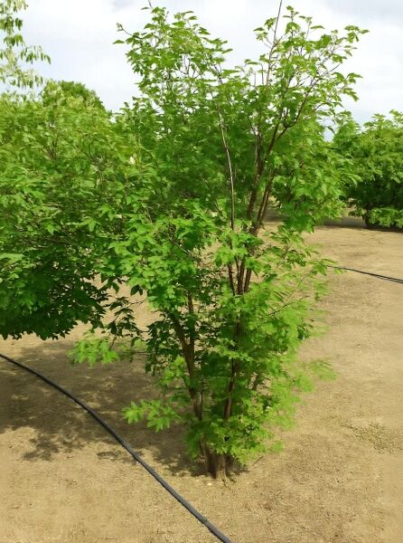 Zimt-Ahorn (Acer griseum) 200-250 cm m. Db., Solitärbaum mit mehrstämmigem Wuchs und grünem Laub im Freiland.