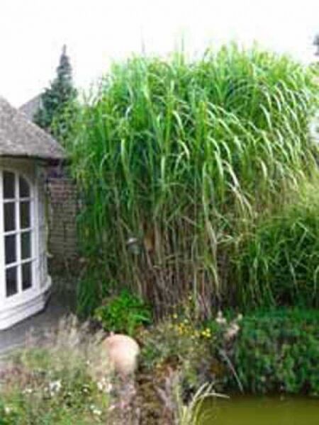 Miscanthus floridulus / Riesen-Chinaschilf