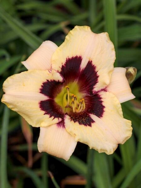 Taglilie (Hemerocallis cultorum) 'Moonlight Masquerade' mit cremegelber Blüte und dunkelviolettem Auge, Nahaufnahme.