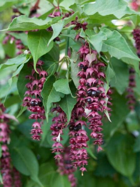 Leycesteria formosa / Schöne Leycesterie