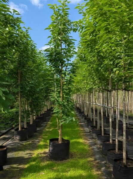 Prunus serrulata 'Amanogawa' / Säulen-Zierkirsche 'Amanogawa' 250-300 cm C70 im Container mit aufrechtem Wuchs und grünem Laub