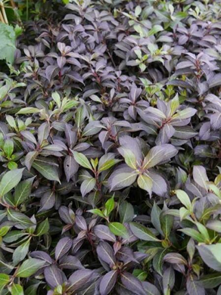 Zwerg-Weigelie 'Black and White' (Weigela 'Black and White ®') mit dichtem Wuchs und dunkelviolettem Laub, teils grün austreibend.