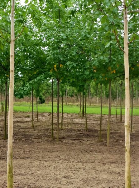 Rot-Ahorn (Acer rubrum) Hochstamm 16-18 StU mit Drahtballen, schlanker Stamm mit grüner, dichter Krone in Baumschule