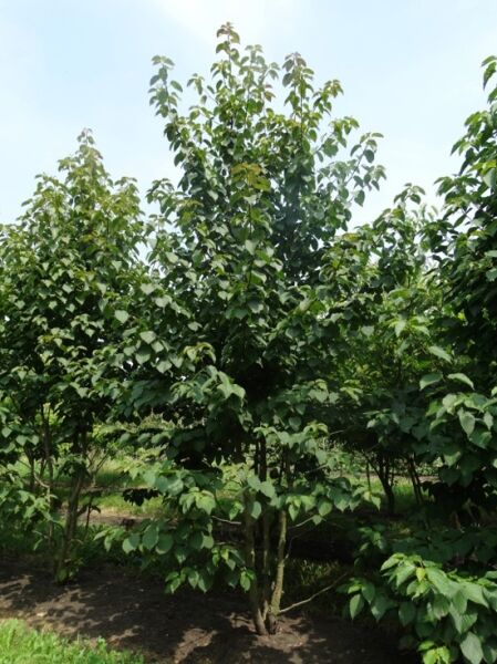 Taschentuchbaum (Davidia involucrata) Solitär 300–350 cm, mehrstämmiger Baum mit dichtem grünem Laub im Freiland