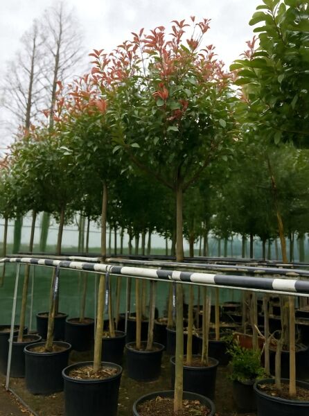Photinia fraseri 'Red Robin' / Glanzmispel 'Red Robin' Hochstamm im Container, Kugelkrone mit rotem Austrieb, 225 cm, 14-16 StU